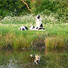 Pyesmead Farm