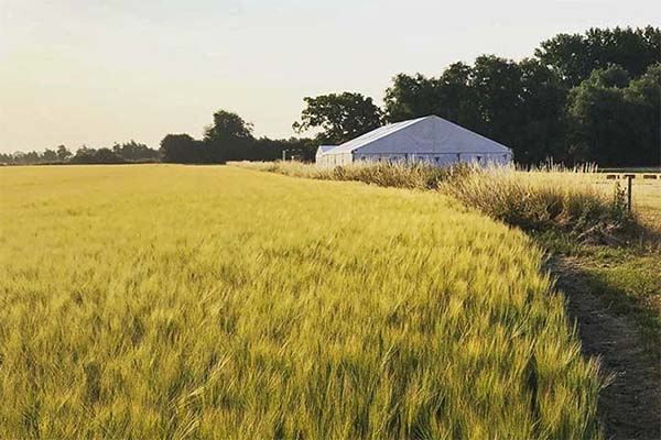 Rectory Farm Meadow