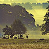 Woburn Abbey Deer Park
