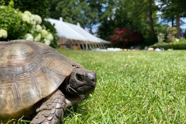 Tortoise with marquee