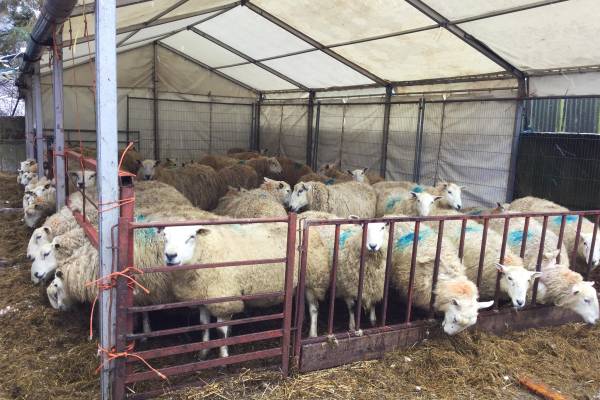 Tent for sheep during lambing season