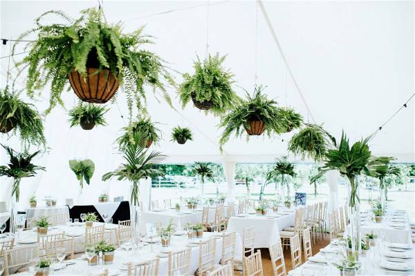 Interior of a frame marquee with one open wall and ferns hanging from the roof. Very elegant!